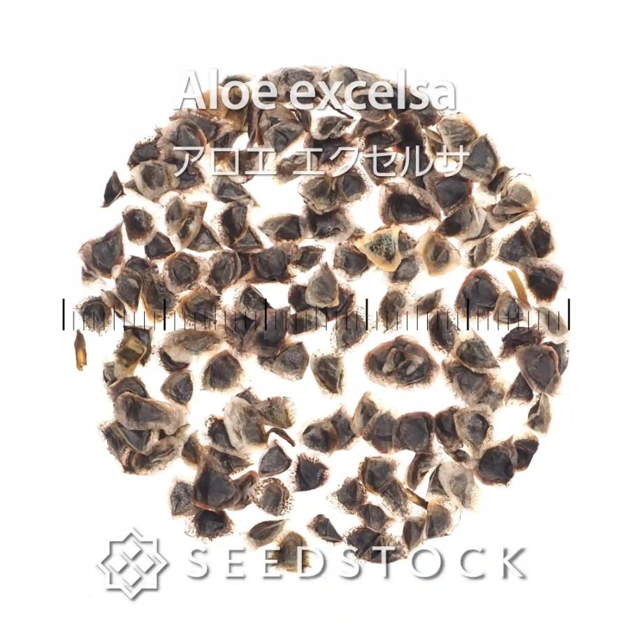 種子] アロエ エクセルサ 100粒｜SEEDSTOCK : SEEDSTOCK ヤフー