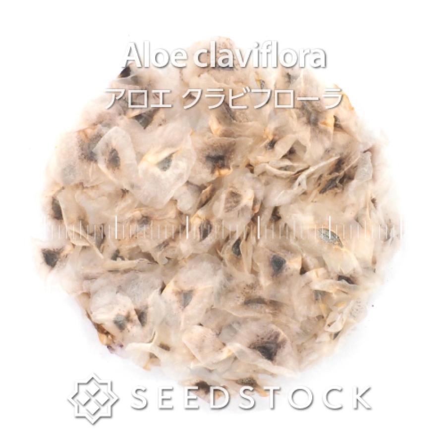 種子] アロエ クラビフローラ 100粒｜SEEDSTOCK : SEEDSTOCK ヤフー