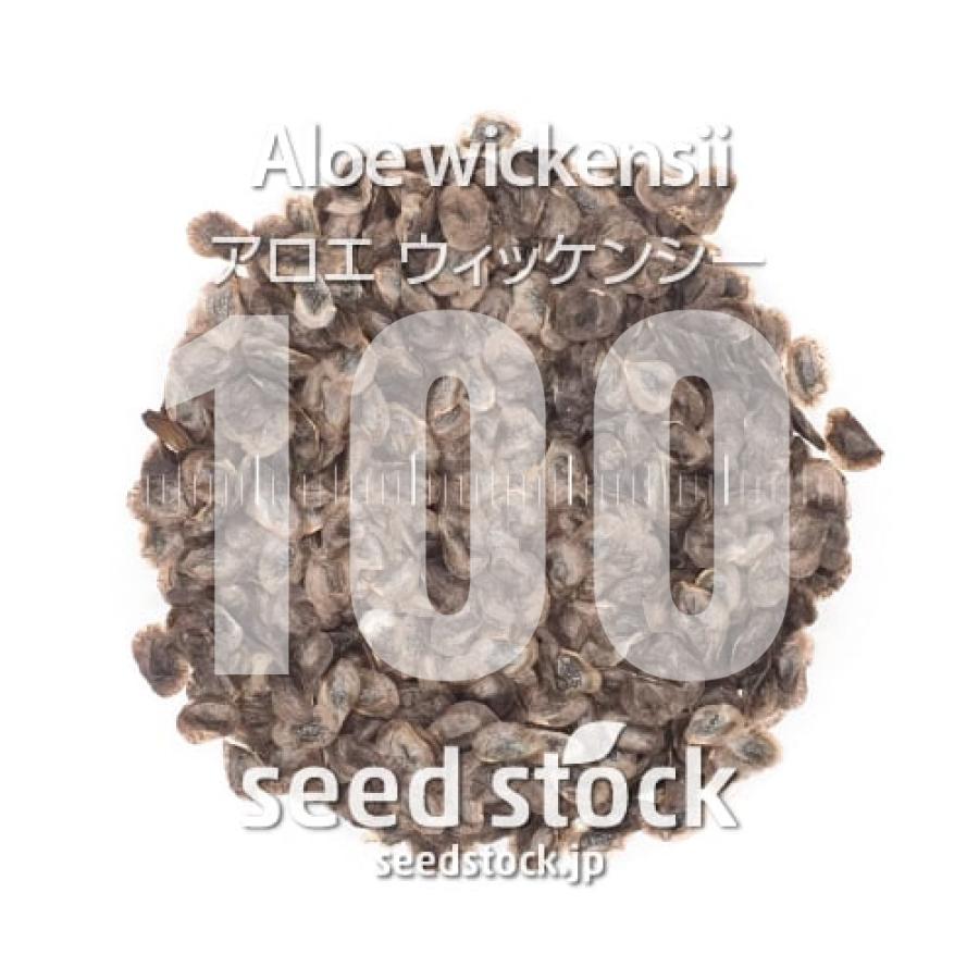 種子] アロエ ウィッケンシー 100粒｜SEEDSTOCK : SEEDSTOCK ヤフー