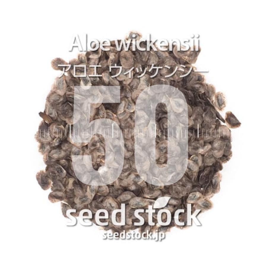 種子] アロエ ウィッケンシー 50粒｜SEEDSTOCK : SEEDSTOCK ヤフー
