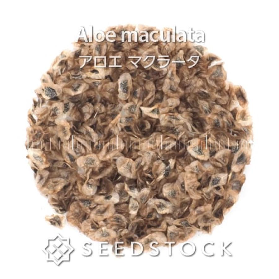 種子] アロエ マクラータ 100粒｜SEEDSTOCK : SEEDSTOCK ヤフー