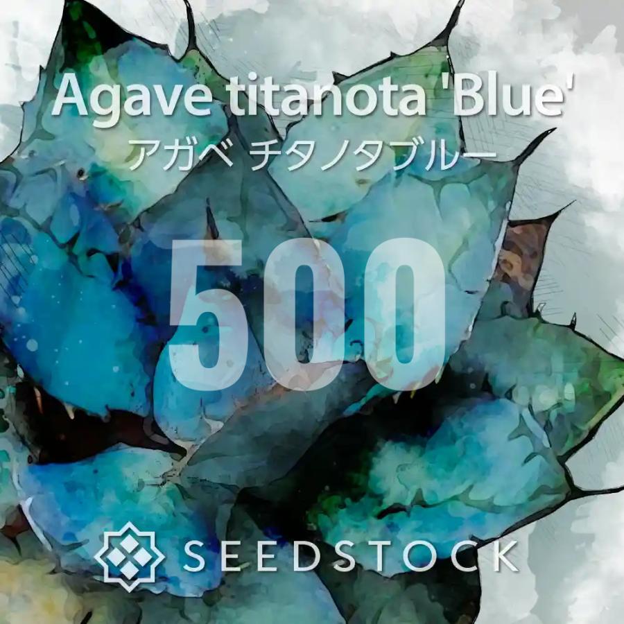 [種子] アガベ チタノタブルー 500粒｜SEEDSTOCK（Yahoo!・SEEDSTOCK ヤフーショップ）
