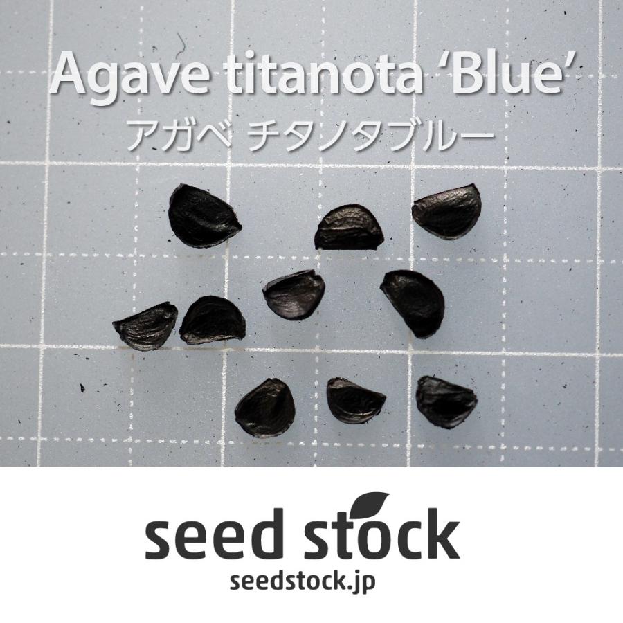 アガベの種子 チタノタ ブルー Agave titanota 'Blue'｜seedstock｜02