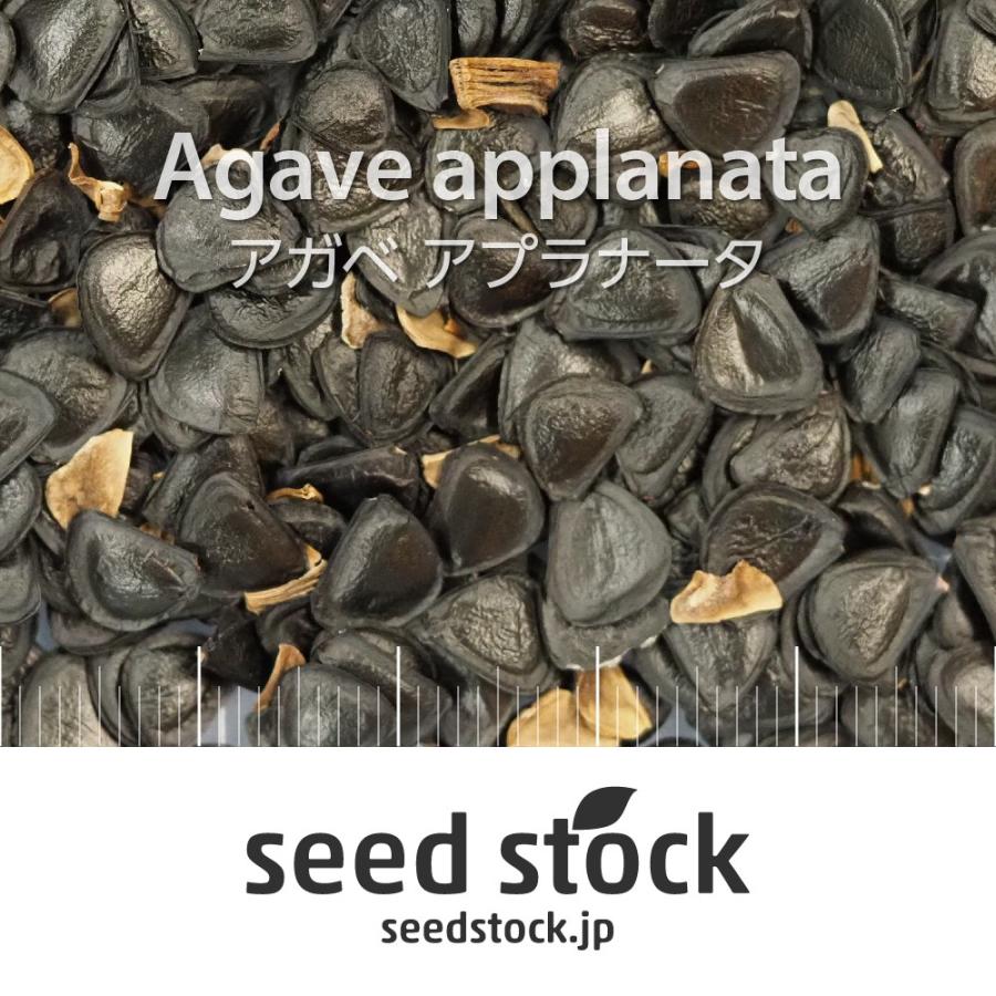 アガベの種子 アプラナータ Agave applanata : SEEDSTOCK ヤフー