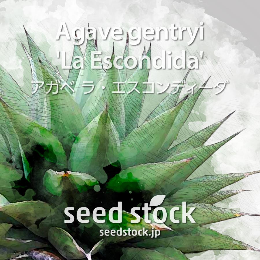 10 Plantes D'Agave Gentryi La Escondida - Résistantes Au Gel, Graines Fraîches Pour Jardin Et Extérieur