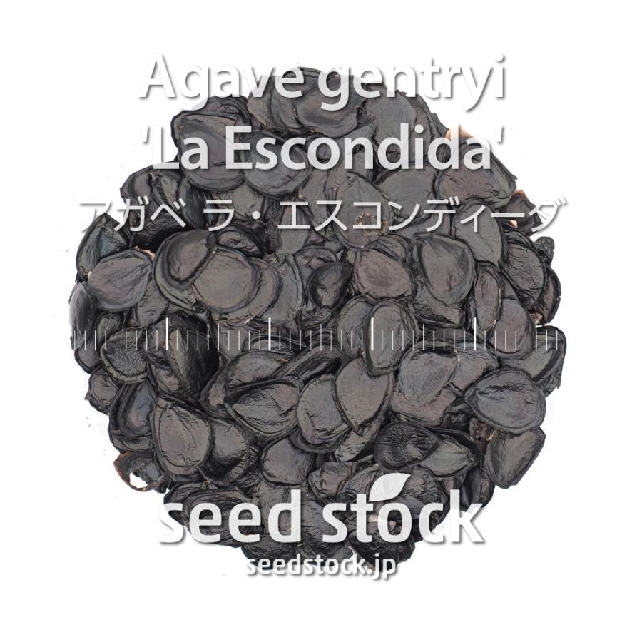アガベの種子 ラ・エスコンディーダ Agave gentryi 'La Escondida'｜seedstock｜02
