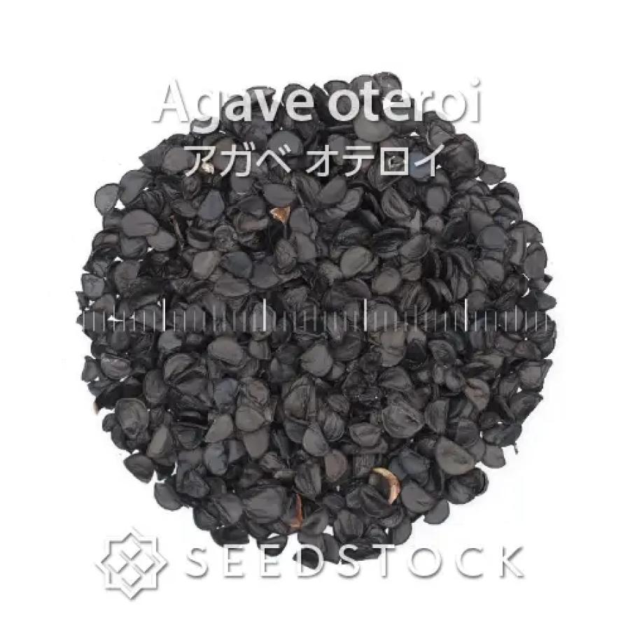 SEEDSTOCK（シードストック） [種子] アガベ オテロイ Agave oteroi 10