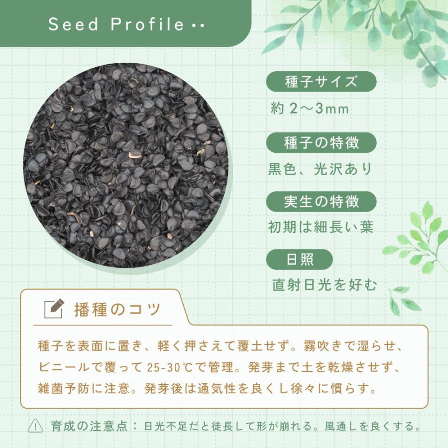 種子] アガベ オテロイ Agave oteroi 10粒｜人気品種 希少品種