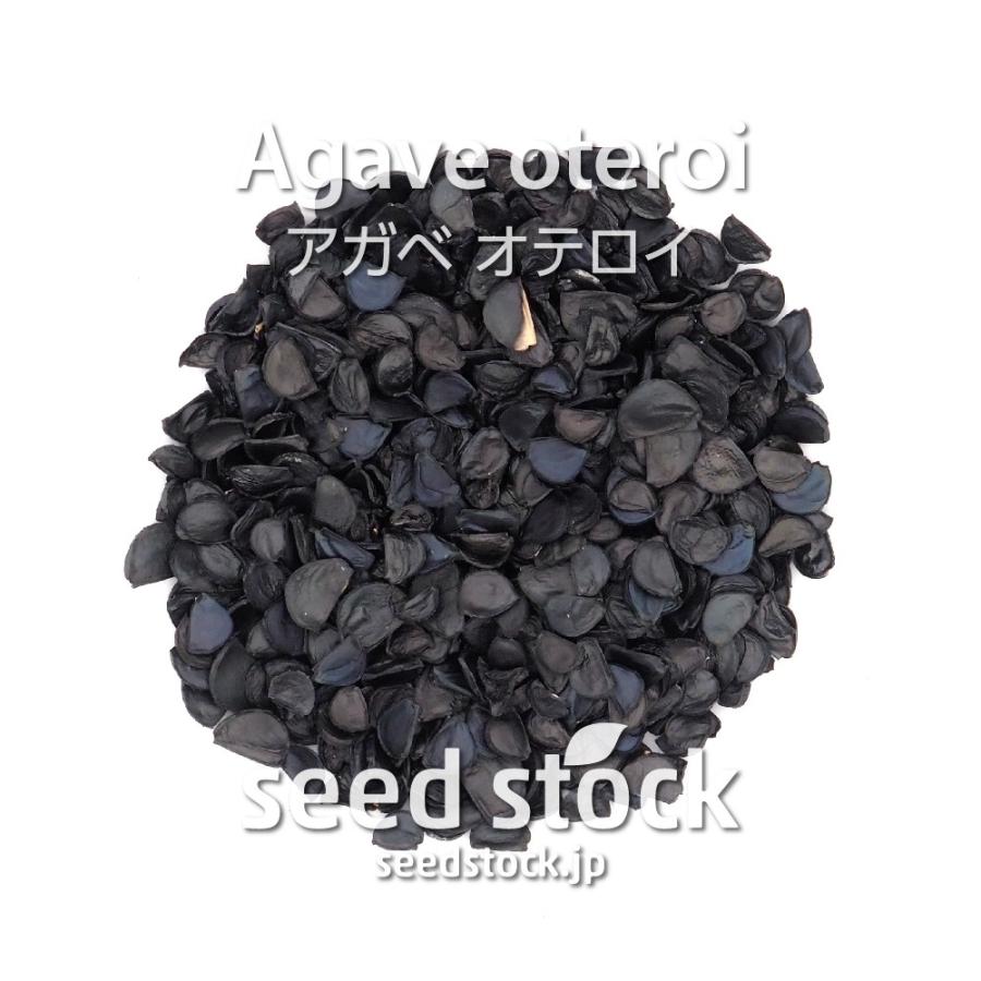 アガベの種子 オテロイ Agave oteroi : seed stock ヤフー