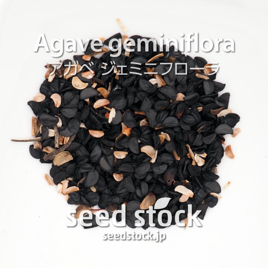 アガベの種 ジェミニフローラ Agave geminiflora : SEEDSTOCK ヤフー