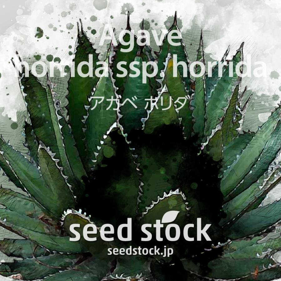 アガベの種 ホリダ Agave horrida subsp. horrida｜seedstock