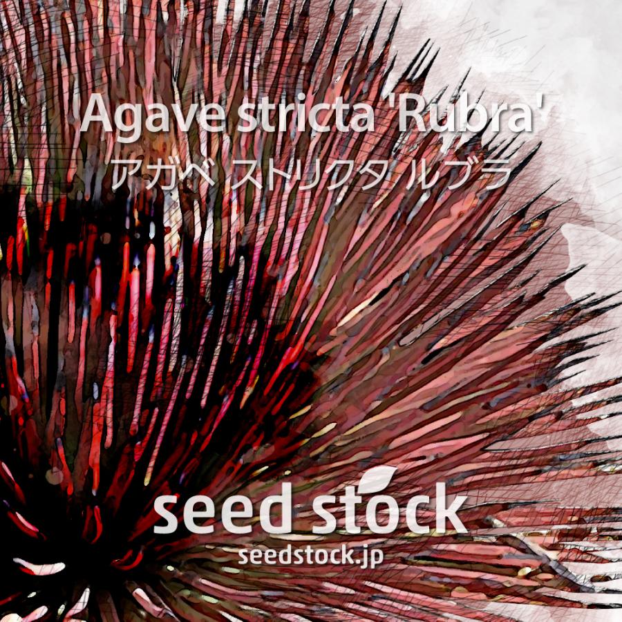 アガベの種 最大67％オフ ストリクタ 店内全品対象 ルブラ