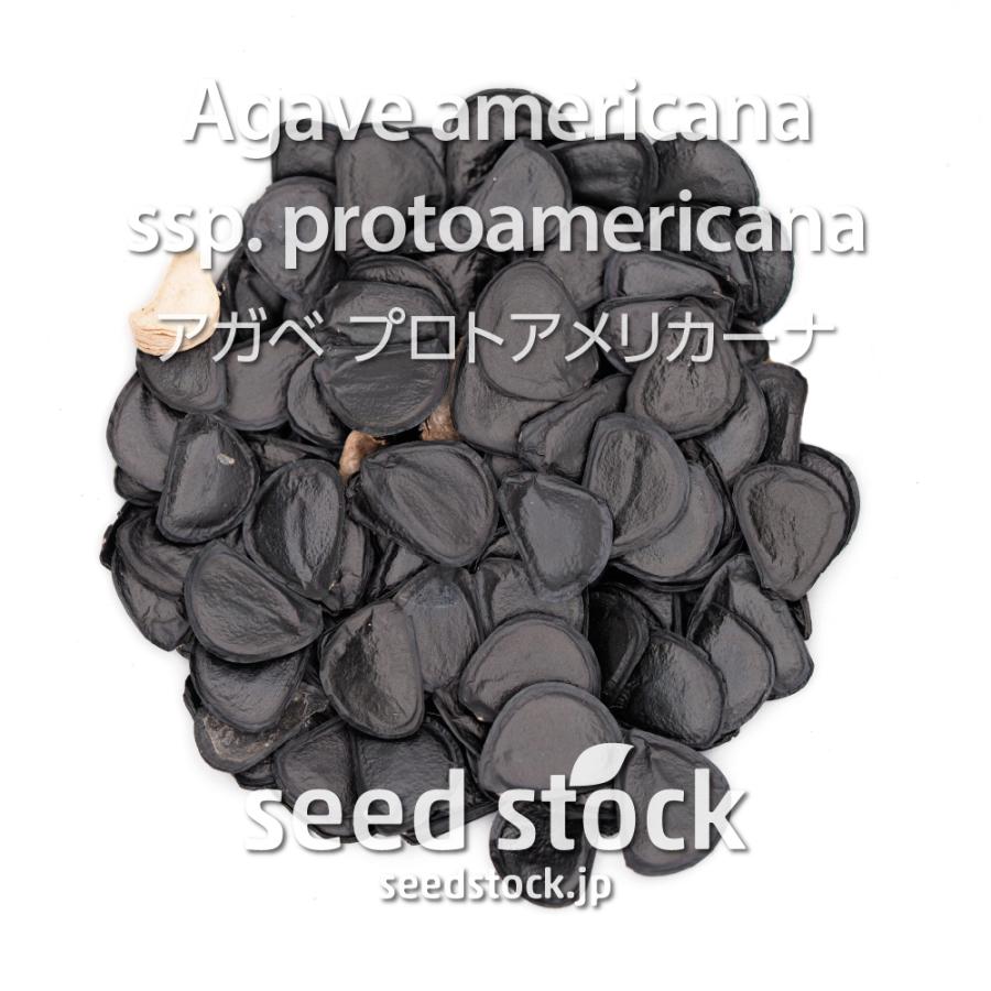 アガベの種子 プロトアメリカーナ Agave americana ssp protoamericana｜seedstock｜02