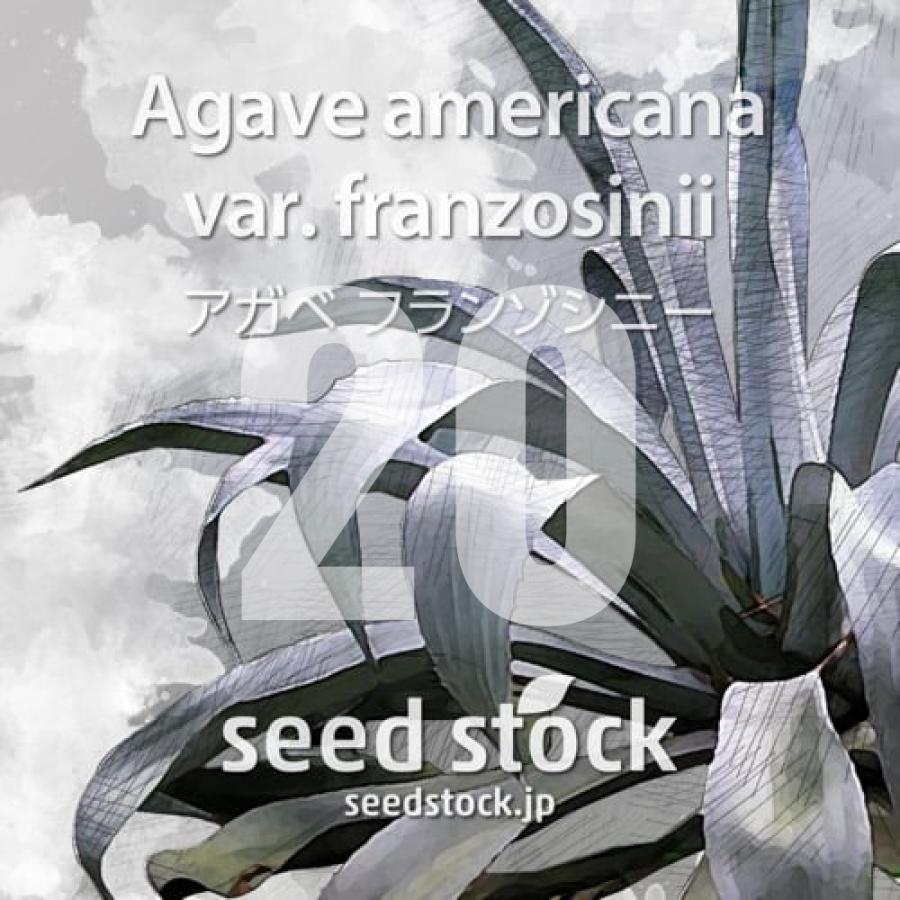 種子] アガベ フランゾシニー Agave americana var. franzosinii 20粒