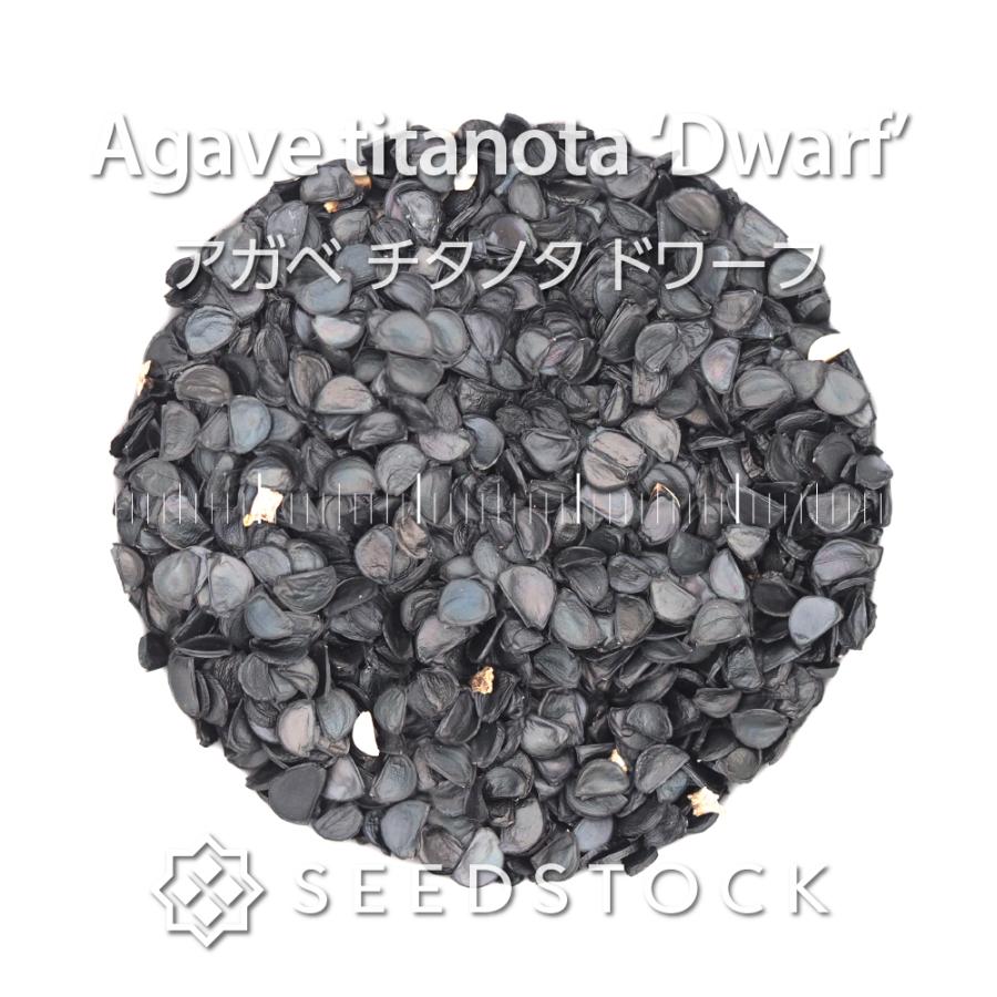 チタノタ　ドワーフ☆種子200粒 アガベの種子 チタノタ ドワーフ Agave titanota 'Dwarf' : SEEDSTOCK