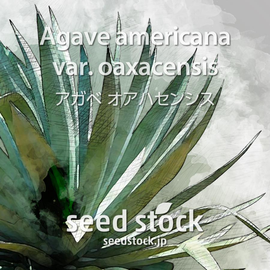 アガベの種子 オアハセンシス Agave americana var. oaxacensis