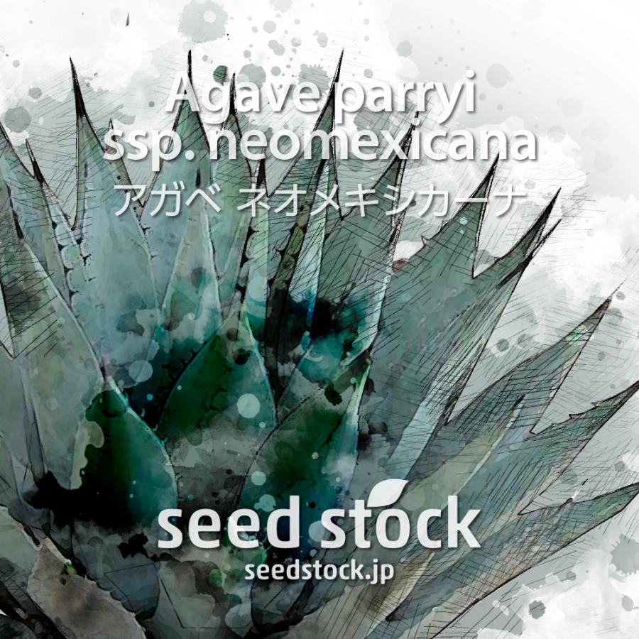 アガベの種子 ネオメキシカーナ Agave parryi ssp. neomexicana : seed 