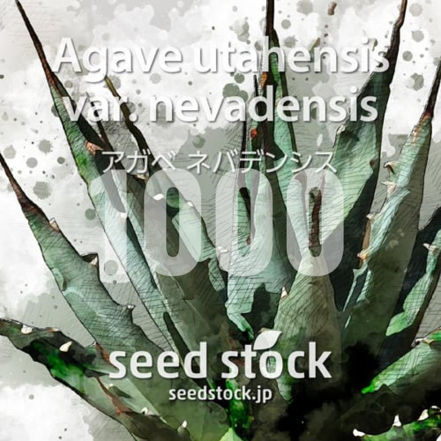 [種子] アガベ ユタエンシス ネヴァデンシス 1000粒｜SEEDSTOCK（Yahoo!・SEEDSTOCK ヤフーショップ）