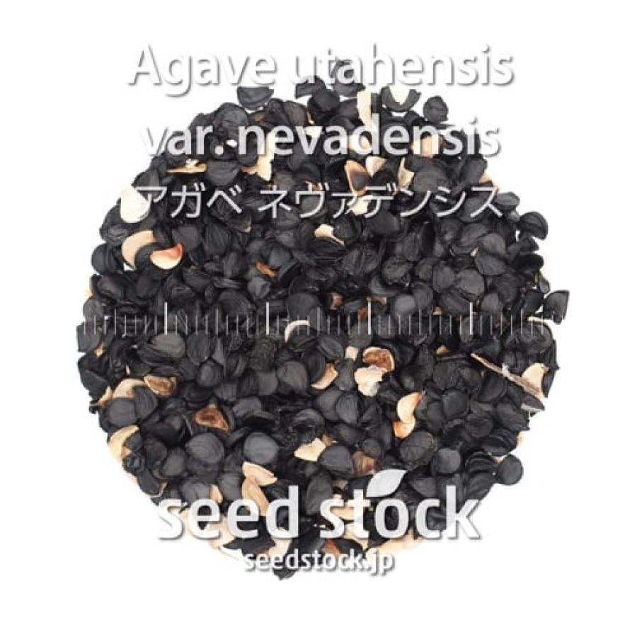 【種子】アガベ　ユタエンシス　ネバデンシス　種子1000粒 再入荷 SEEDSTOCK（シードストック） [種子] アガベ ネヴァデンシス Agave