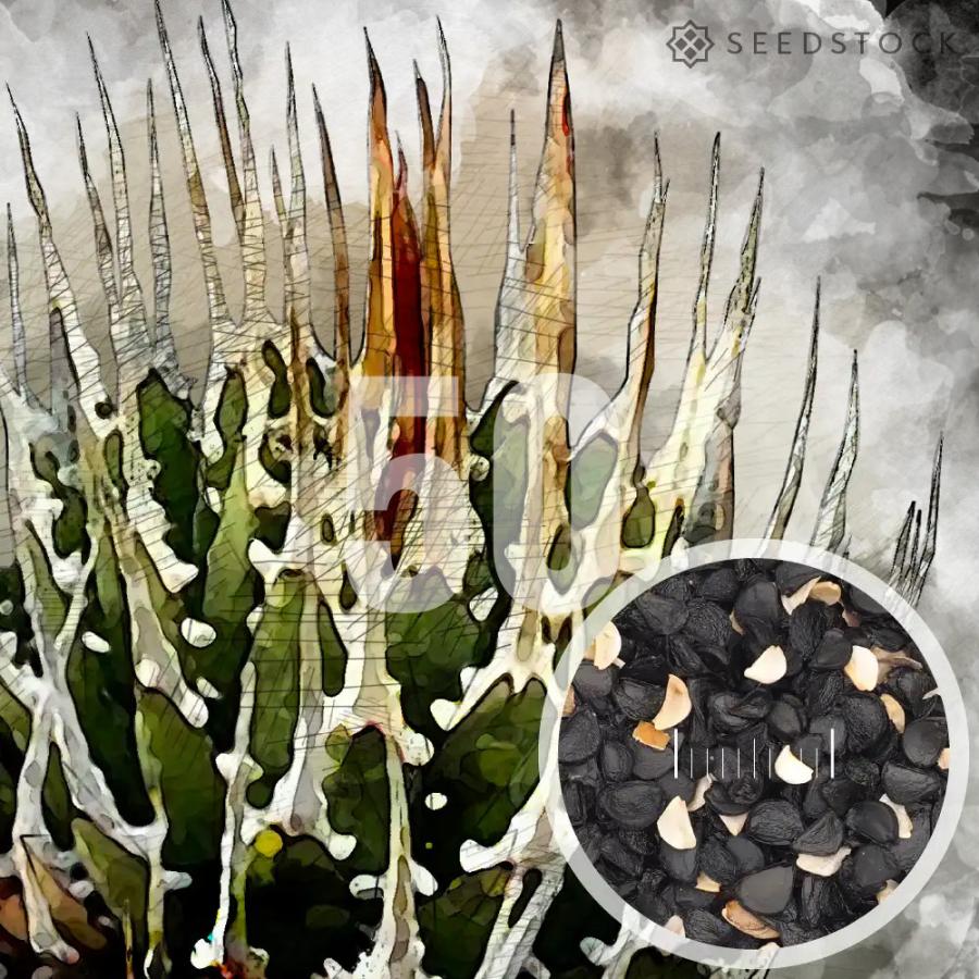 BUNNYエボリ種子50粒 種子] アガベ エボリスピナ Agave utahensis var. eborispina 50粒