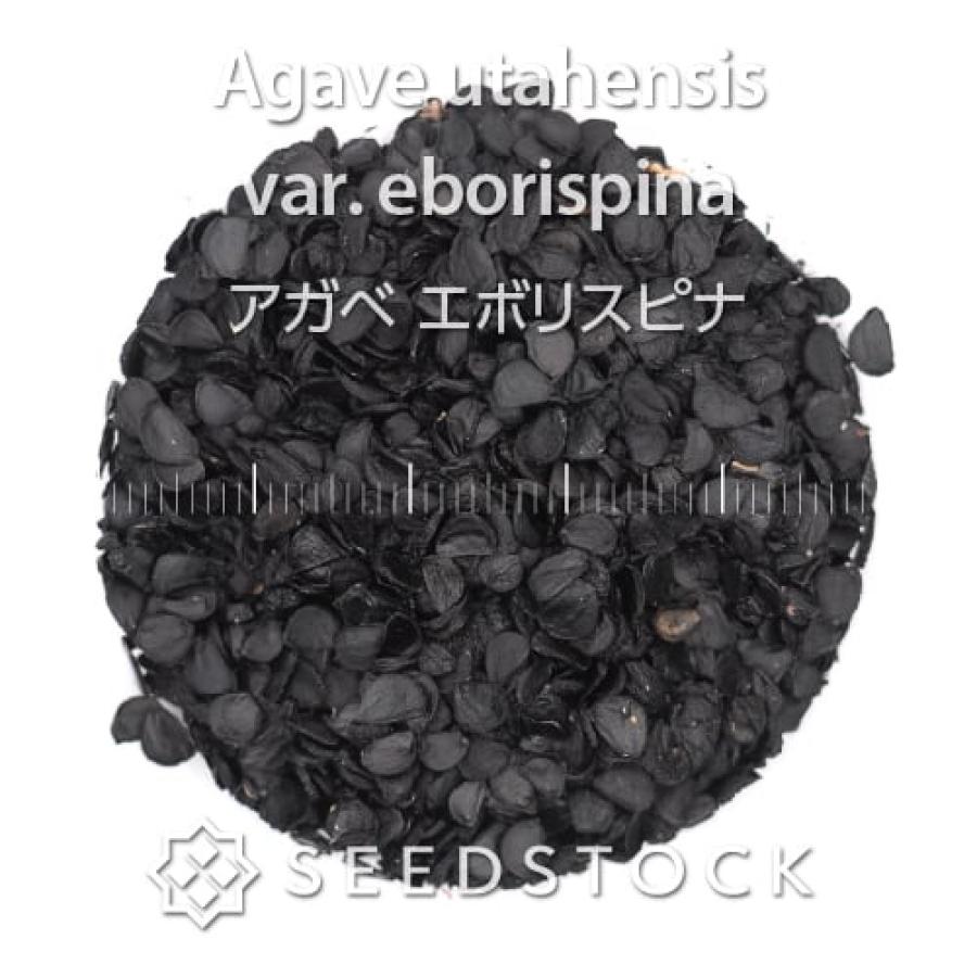 BUNNYエボリ種子50粒 種子] アガベ エボリスピナ Agave utahensis var. eborispina 50粒