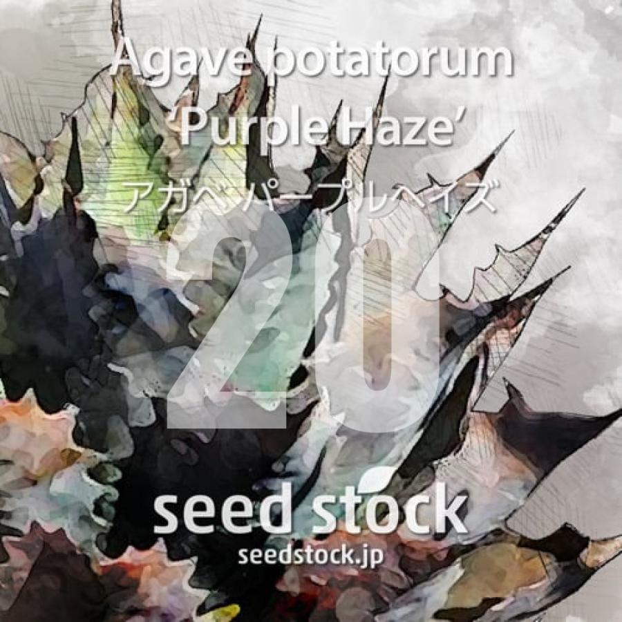SEEDSTOCK（シードストック） [種子] アガベ パープルヘイズ Agave