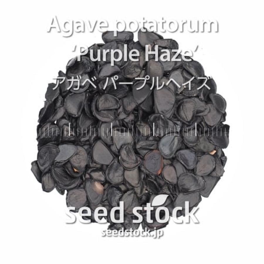 SEEDSTOCK（シードストック） [種子] アガベ パープルヘイズ Agave