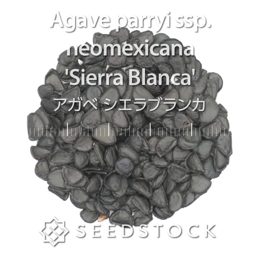 アガベの種　220個くらい アガベの種子 シエラブランカ Agave parryi ssp. neomexicana 'Sierra