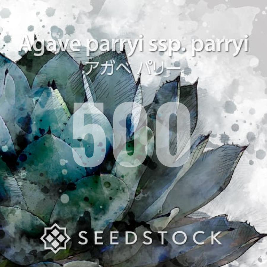 [種子] アガベ パリー 500粒｜SEEDSTOCK（Yahoo!・SEEDSTOCK ヤフーショップ）