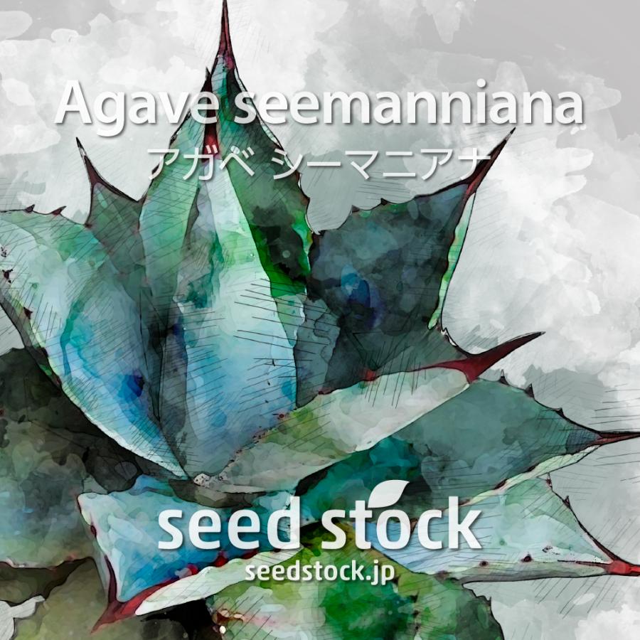 大人気 人気の製品 アガベの種子 シーマニアナ Agave seemanniana qunxiong.info qunxiong.info