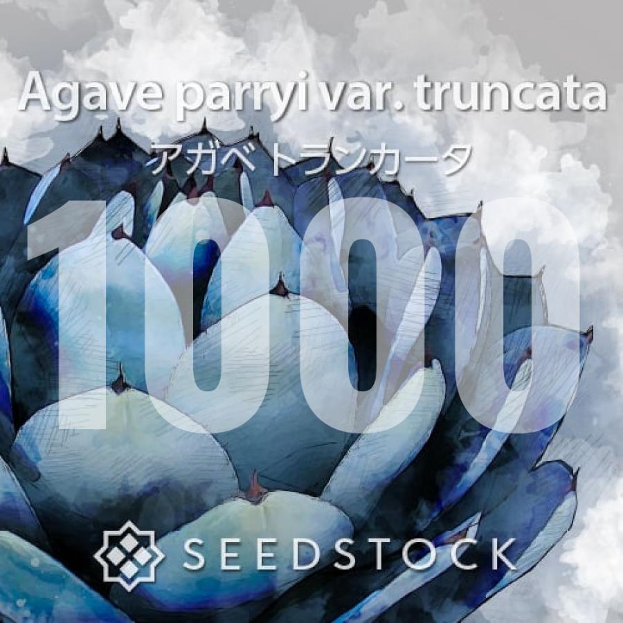 SEEDSTOCK（シードストック） [種子] アガベ パリー トランカータ