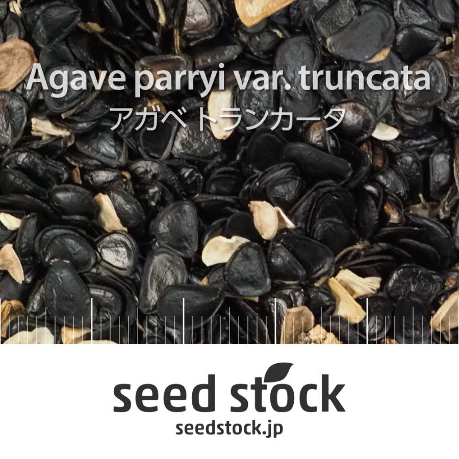アガベの種子 トランカータ Agave parryi var. truncata|seedstock|02