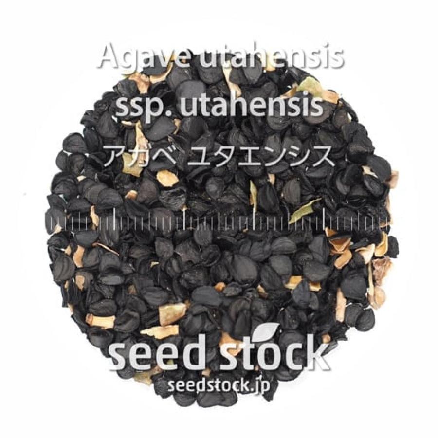 種子] アガベ ユタエンシス 500粒｜SEEDSTOCK : SEEDSTOCK ヤフー