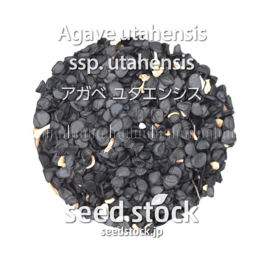 アガベの種子 ユタエンシス Agave utahensis ssp. : SEEDSTOCK