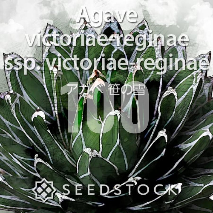 [種子] アガベ ビクトリアレジーナエ 笹の雪 100粒｜SEEDSTOCK（Yahoo!・SEEDSTOCK ヤフーショップ）