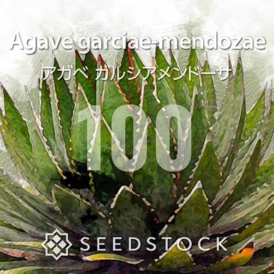 種子] アガベ ガルシアメンドーサ 100粒｜SEEDSTOCK : SEEDSTOCK
