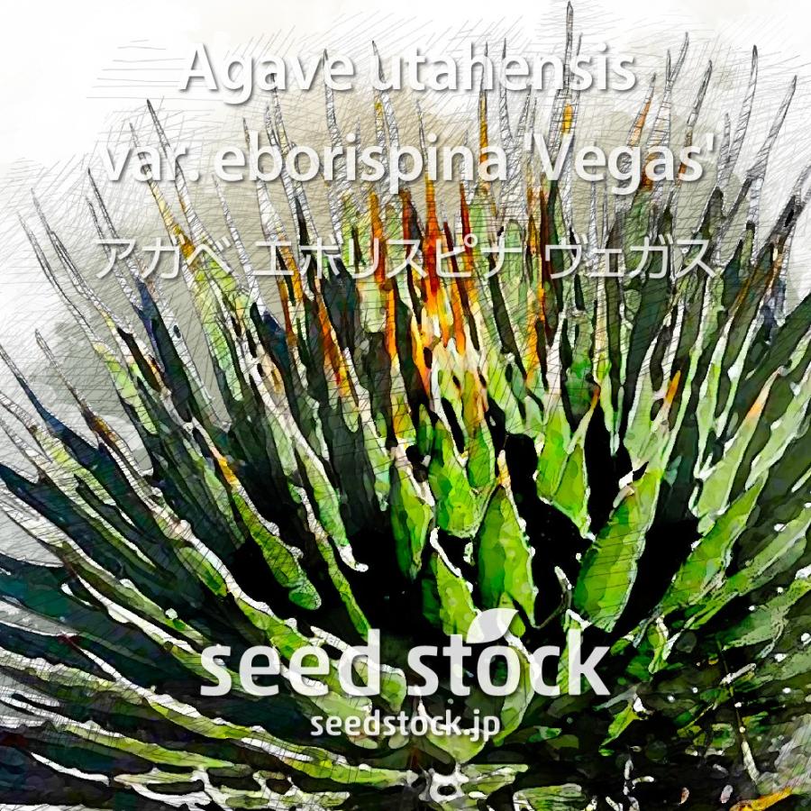 アガベの種子 エボリスピナ ヴェガス Agave utahensis var. eborispina 'Vegas'｜seedstock