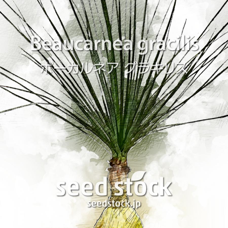 ボーカルネアの種子 グラキリス Beaucarnea gracilis : SEEDSTOCK