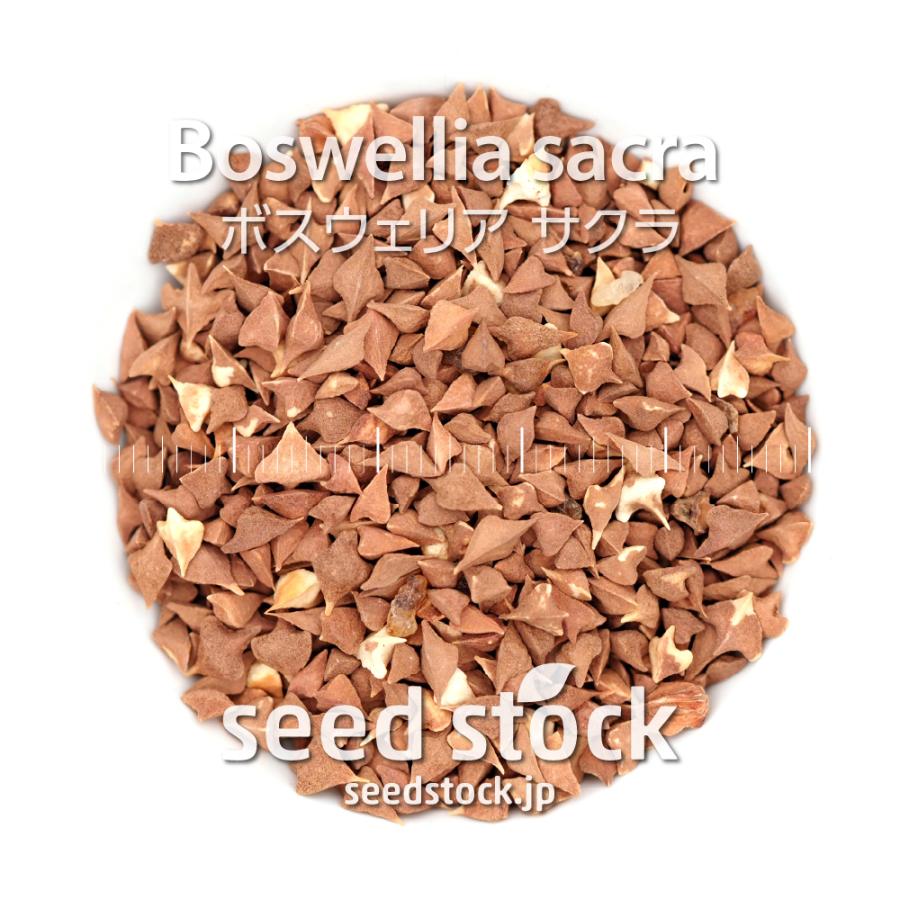 ボスウェリアの種子 サクラ Boswellia sacra : SEEDSTOCK ヤフー