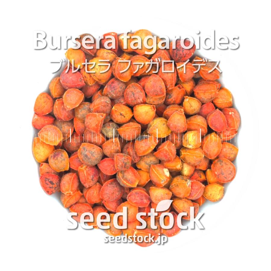 ブルセラ　 ブルセラの種 ファガロイデス Bursera fagaroides : seed stock ヤフーショップ - 通販 - Yahoo!ショッピング