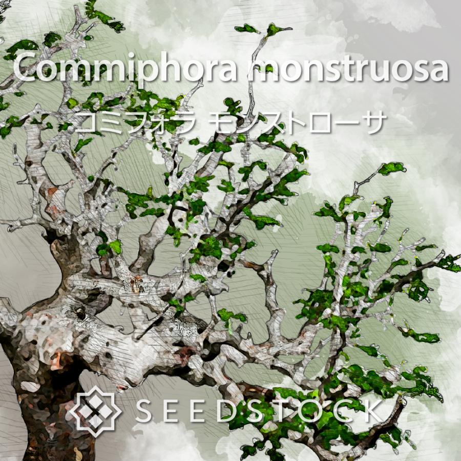 コミフォラの種 Commiphora monstruosa モンストローサ : SEEDSTOCK