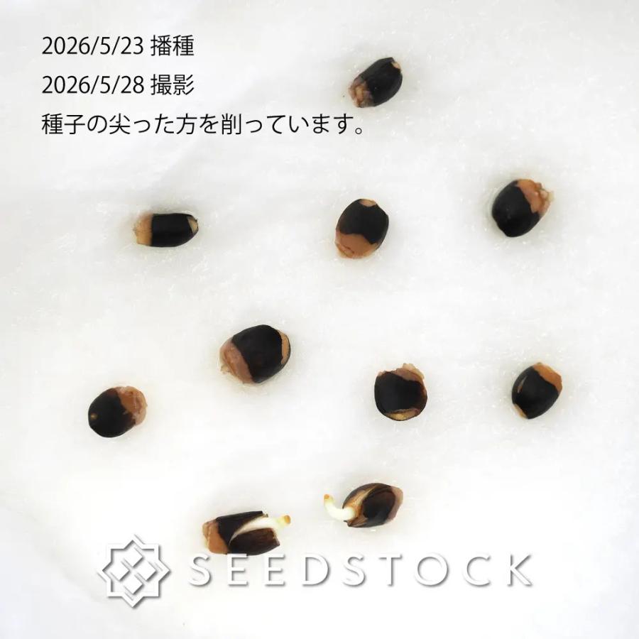 種子] コミフォラ ワイルディ 10粒｜SEEDSTOCK : SEEDSTOCK ヤフー