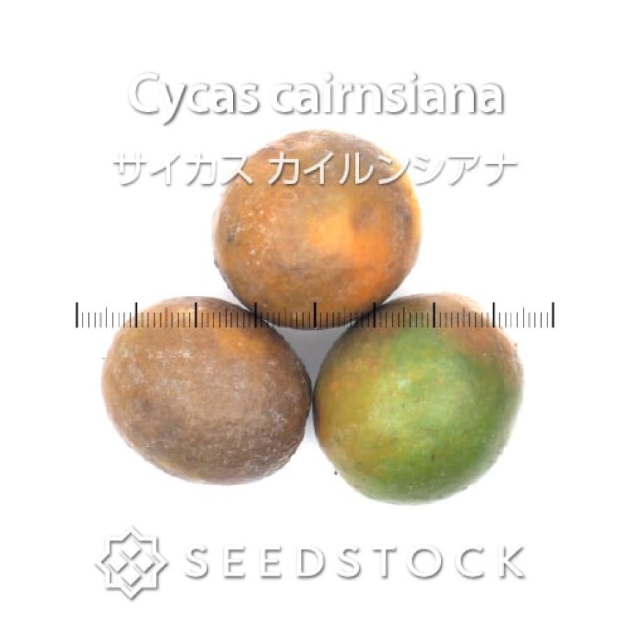 サイカス・カイルンシアナ　発芽済み種子1粒 種子] サイカス カイルンシアナ 1粒｜SEEDSTOCK : SEEDSTOCK ヤフー