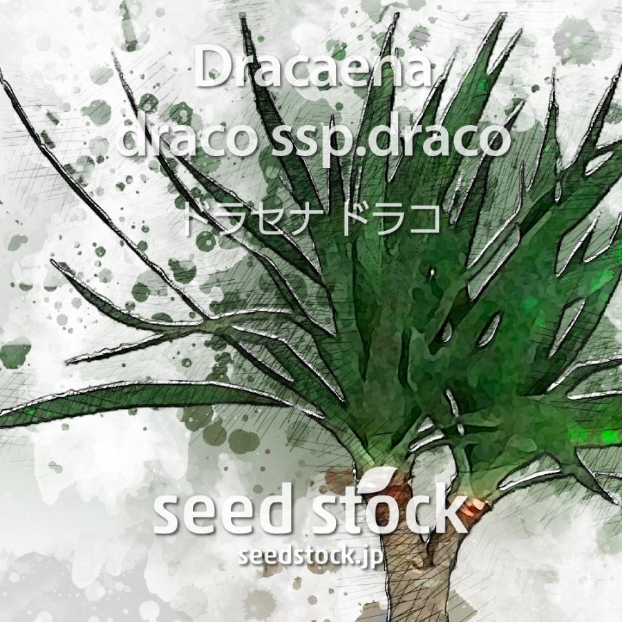 熱い販売 ドラセナの種子 ドラコ Dracaena Draco Subsp