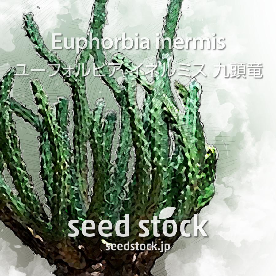 ユーフォルビアの種 イネルミス 九頭竜 Euphorbia inermis : SEEDSTOCK
