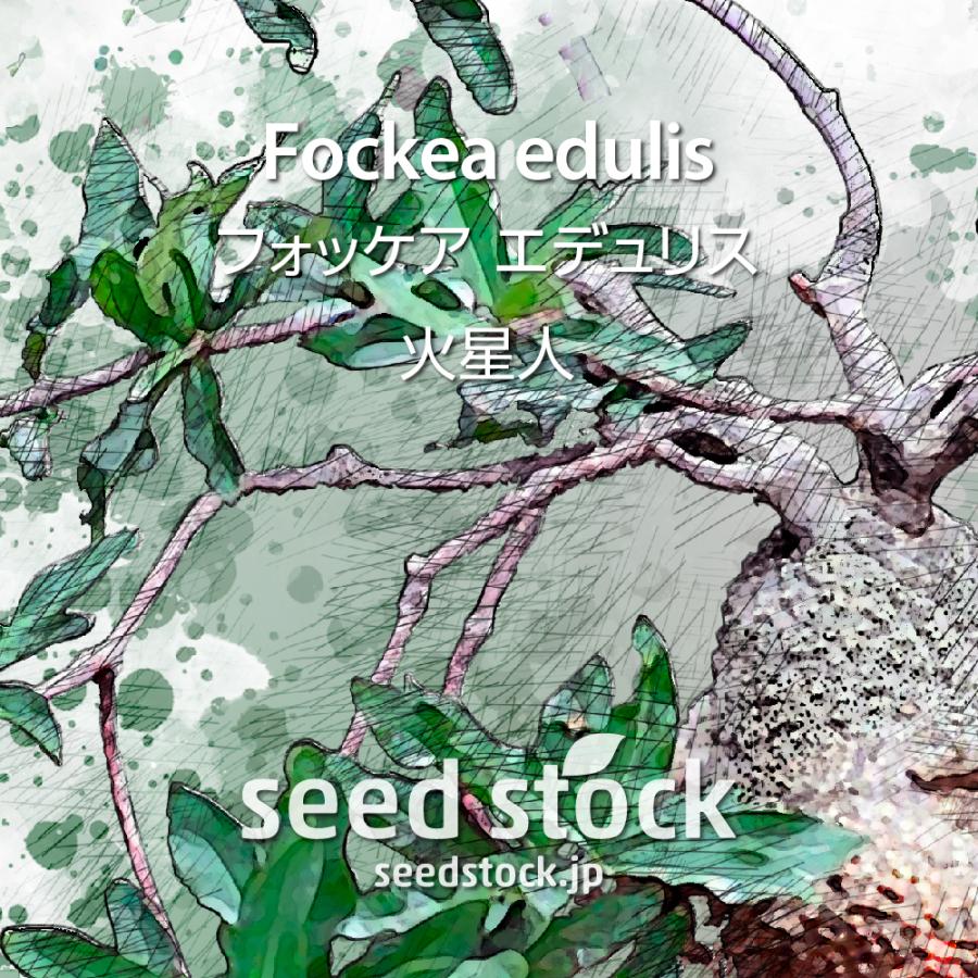 フォッケアの種子 エデュリス 火星人 Fockea edulis : SEEDSTOCK