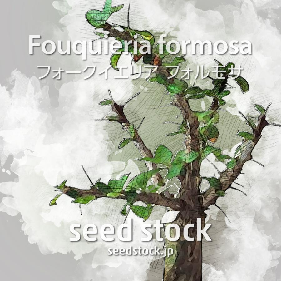 フォークイエリアの種子 フォルモサ Fouquieria formosa : SEEDSTOCK