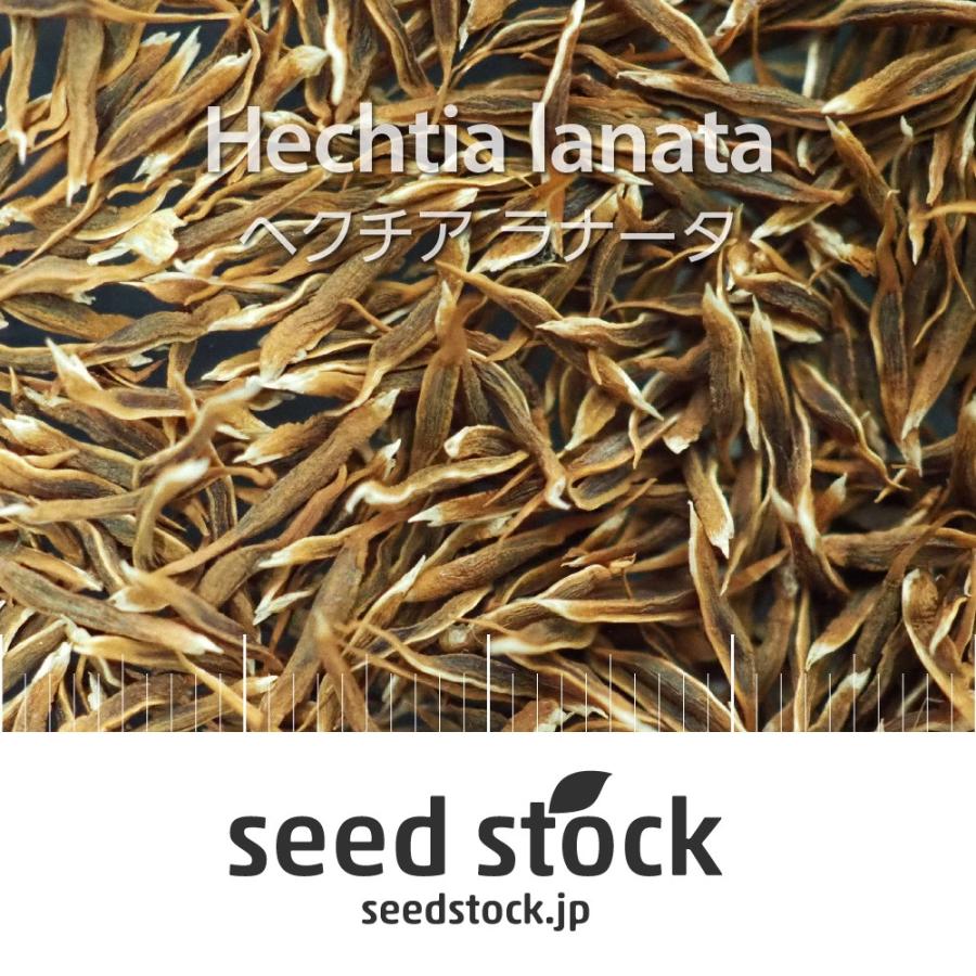 ヘクチアの種子 ラナータ Hechtia lanata : SEEDSTOCK ヤフーショップ