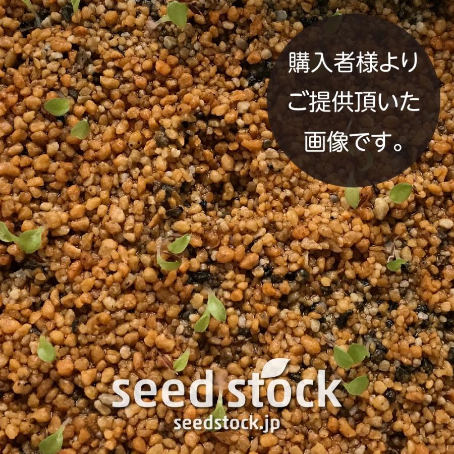 ヘクチアの種子 ラナータ Hechtia lanata : SEEDSTOCK ヤフーショップ