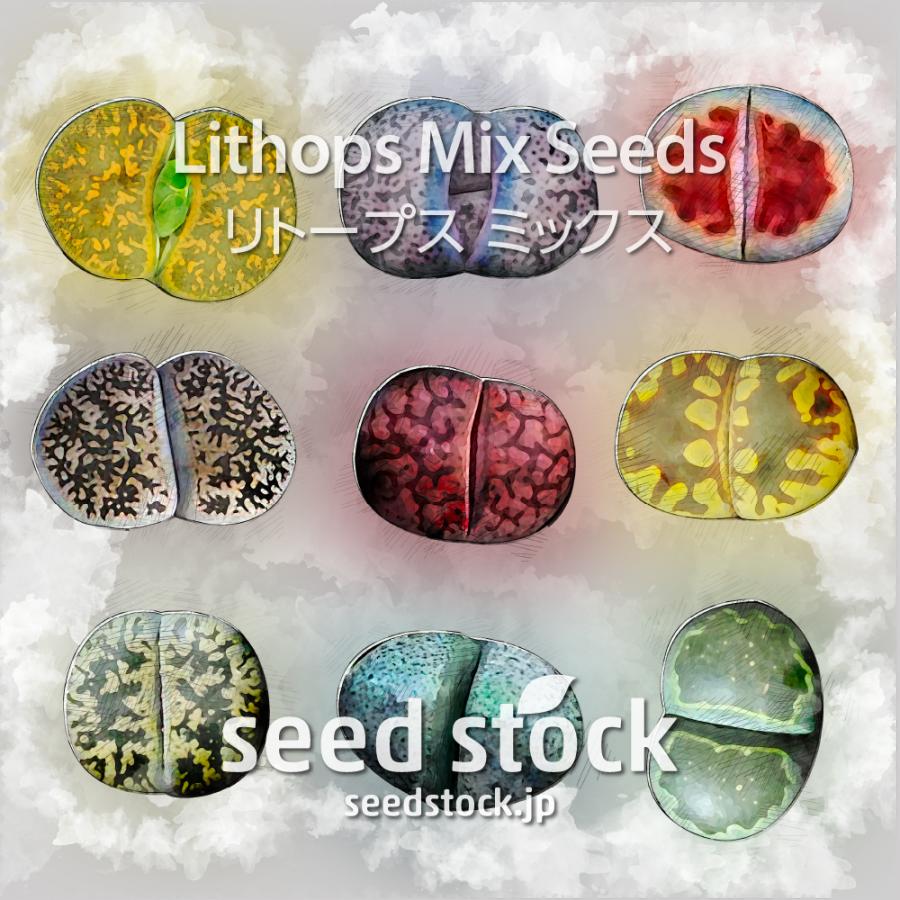 リトープスの種子 ミックス 物品 Lithops Mix 今季も再入荷 100粒